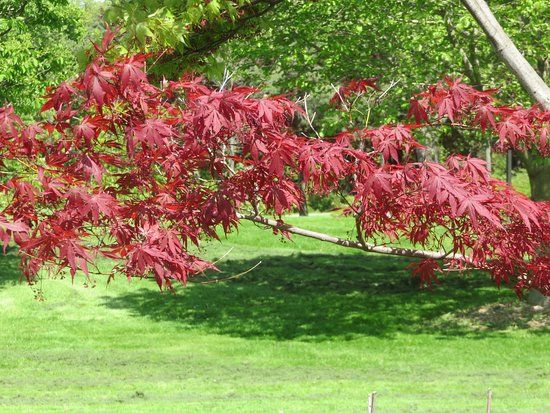 Brueckner Rhododendron Gardens